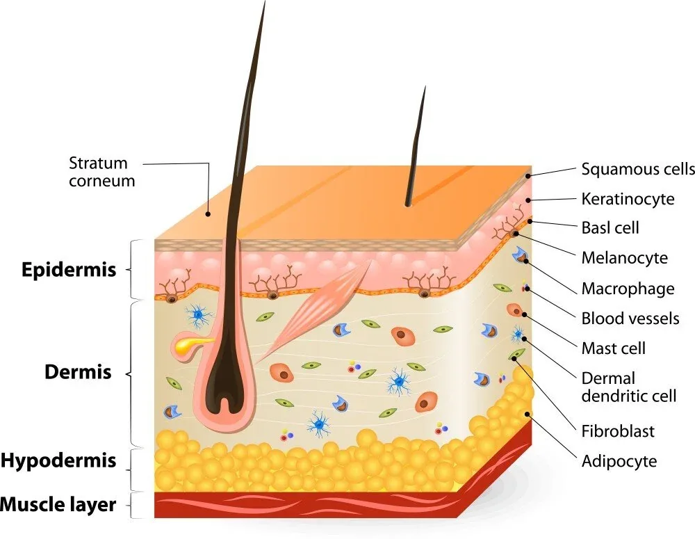Skin layer diagram showing epidermis, dermis and tissue relevant to RF microneedling